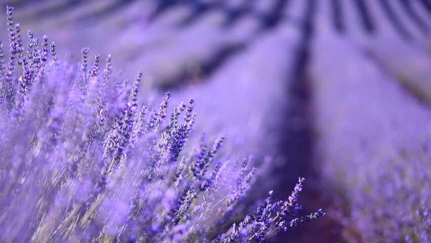 Lavender Field In Provence France Stockvideos Filmmaterial
