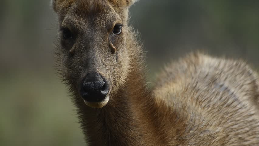 Header of sambar