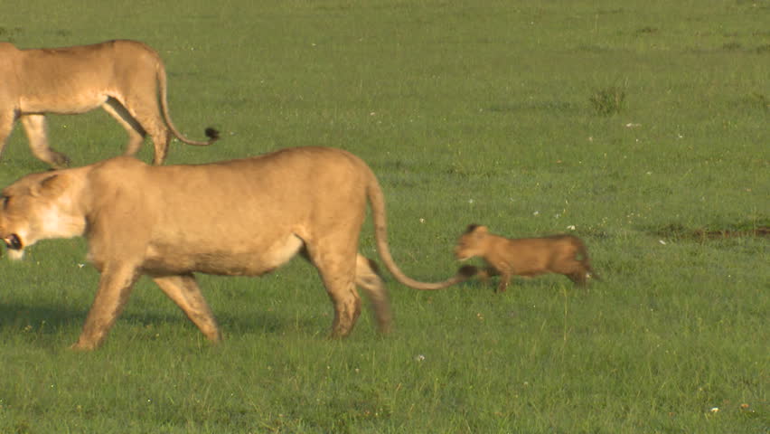 Header of Lions