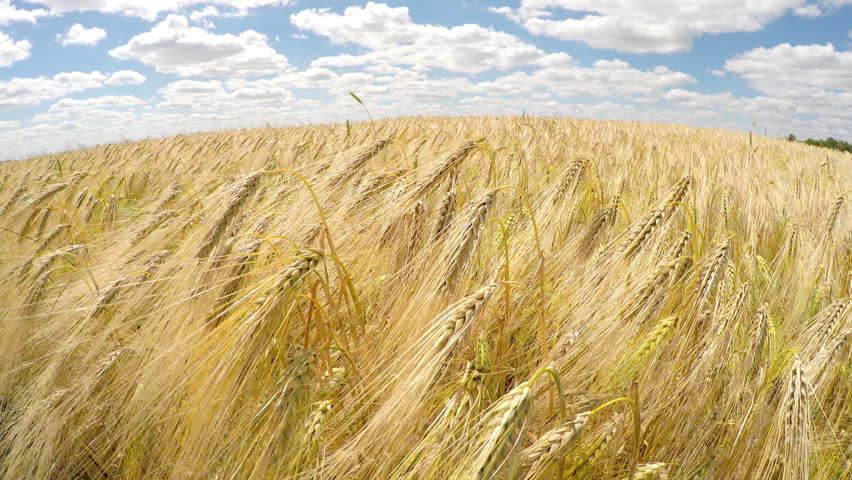 Пшеничная агроэкосистема