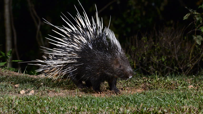 are porcupines nocturnal