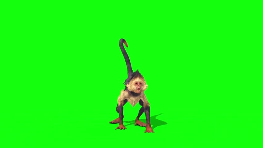 Monkey Runcycle Side Green Screen 3D Rendering Animation Stock Footage ...