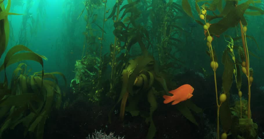 Header of Garibaldi