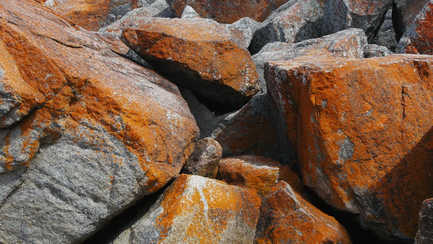 Red Algae Covered Rocks At Stock Footage Video 100 Royalty Free