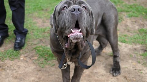 Cane Bulldog Stock Video Footage 4k And Hd Video Clips