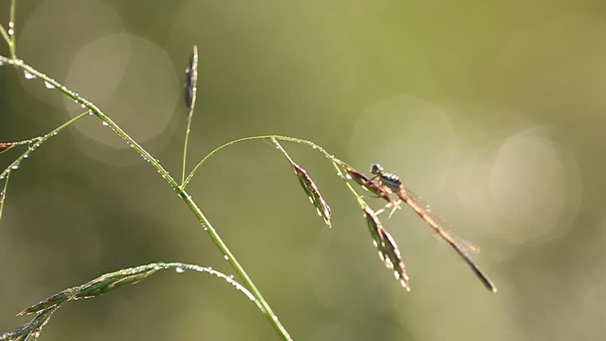 Header of damselfly