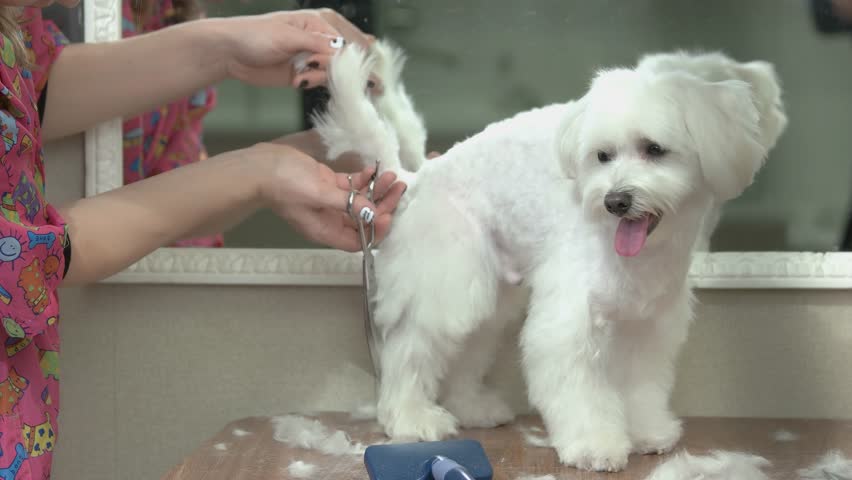 White Maltese Dog Getting Haircut Stock Footage Video 100 Royalty Free 29733148 Shutterstock