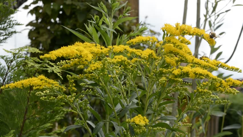 Header of solidago