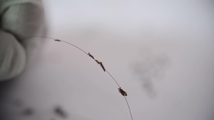 Header of louse