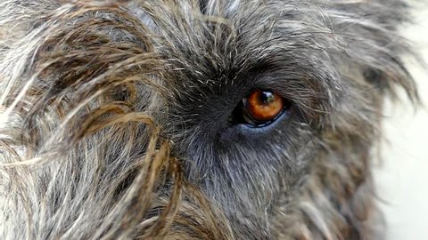 Irish Wolfhound Dog Looking At Stock Footage Video 100 Royalty