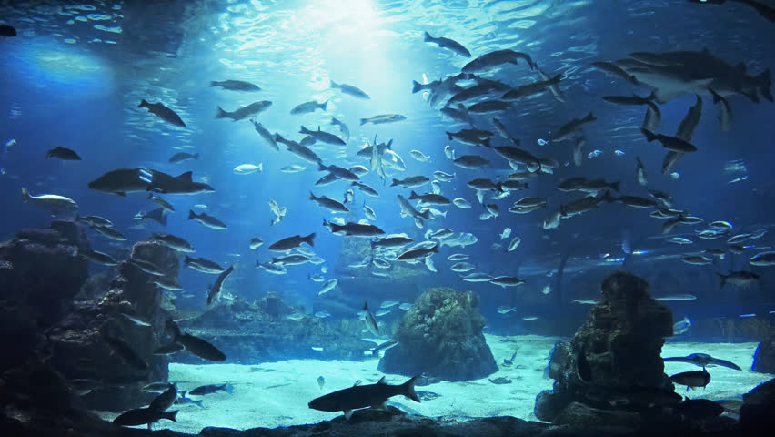 Beautiful Fish Oceanarium, Deep Underwater World Panoramic View 