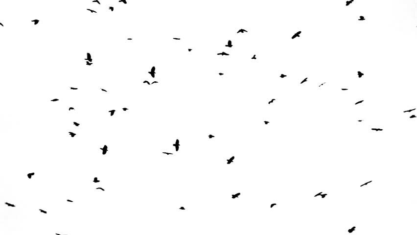 Header of crow