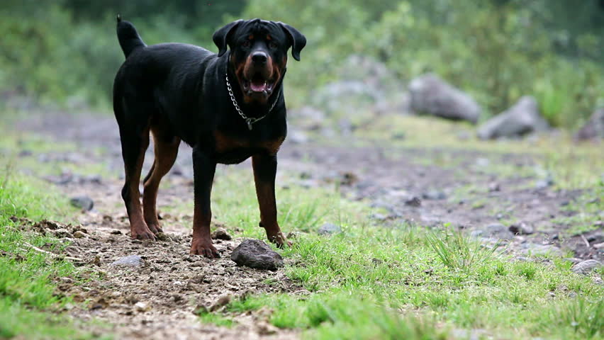 One Year Old Rottweiler Playing Stock Footage Video 100 Royalty Free 3018478 Shutterstock