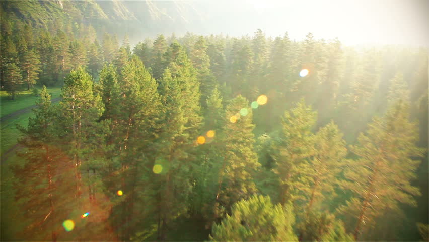 Forest Stock Footage Video Shutterstock