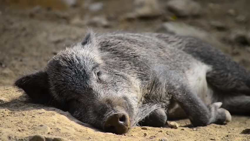 Header of peccary