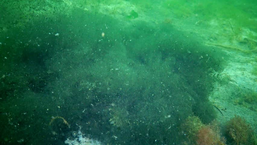 Bottom of the black sea Does not bottom of the black sea seems very