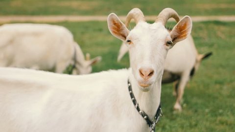 Female Goat Stock Video Footage - 4K and HD Video Clips | Shutterstock