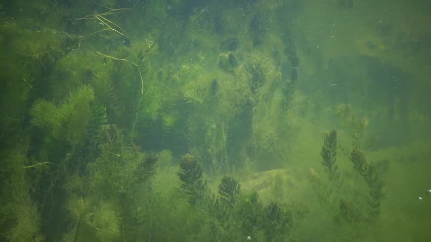 Header of hornwort