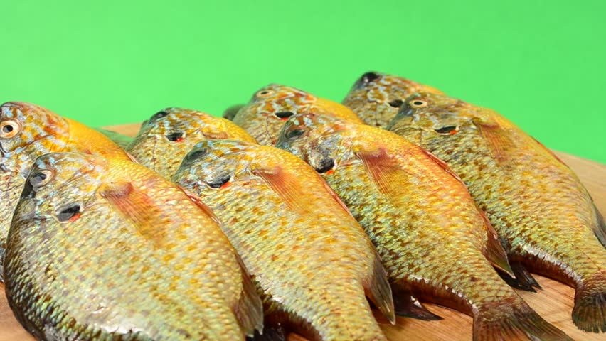 flier fish pictures