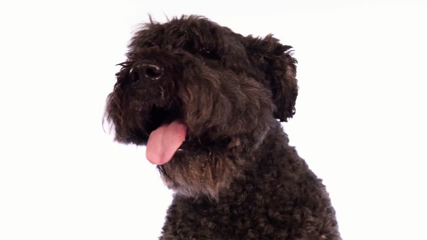 Header of hound