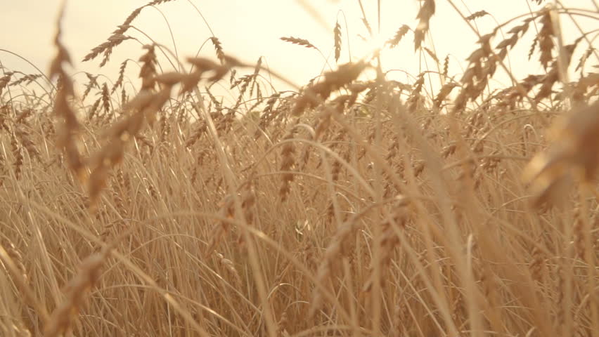 Crane Shot Over Ripe Wheat Field. Stock Footage Video 3088246 ...