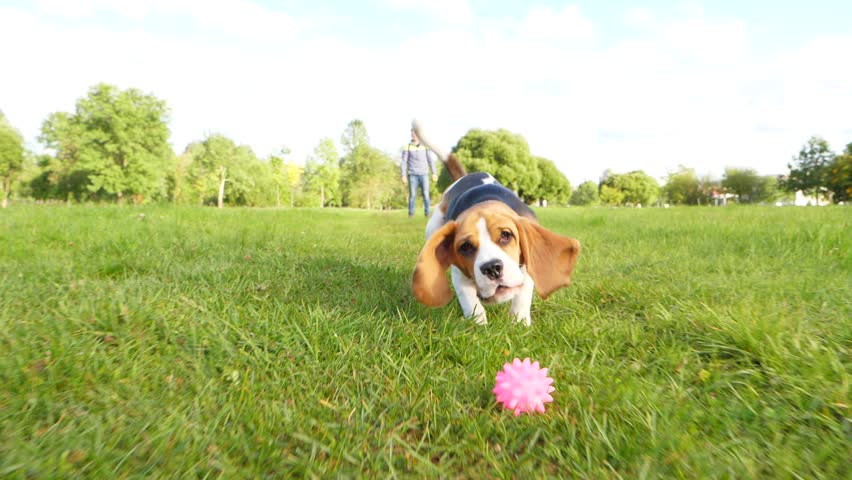 Header of doggy