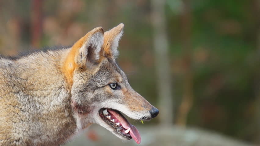 Scary Coyote (Canis Latrans) ,possibly Rabid, Aggressively Attacks ...