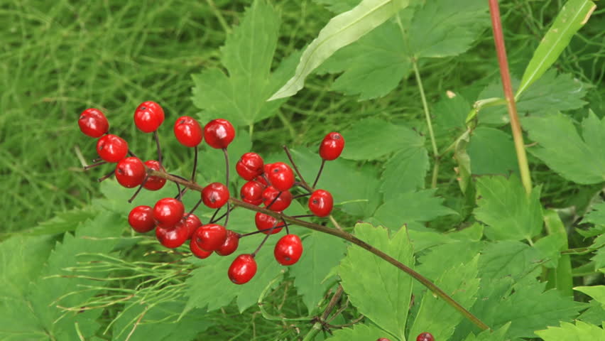 Header of baneberry