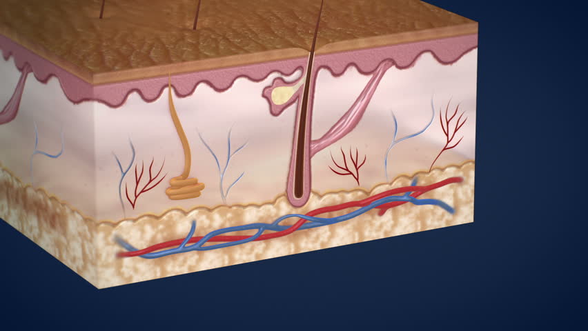 Header of skin