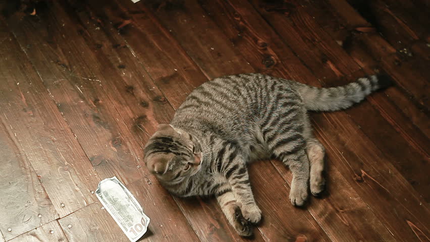 Fat Cat With Money V4 - NTSC Stock Footage Video 767896 | Shutterstock