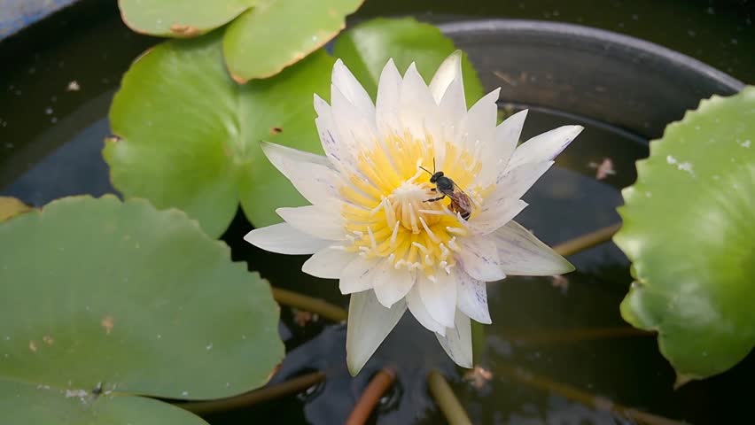 Bee with white water lilly image - Free stock photo - Public Domain ...