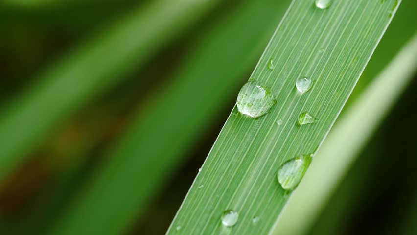 Header of dewdrop