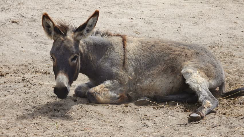Header of burro