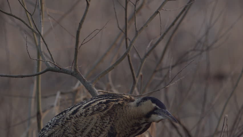 Header of bittern