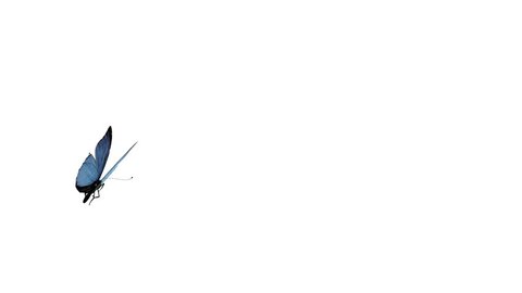 Butterfly 3d Animation Alpha Channel Flying Stock Footage Video (100% Royalty-free) 3159148 | Shutterstock Butterfly 3d Animation Alpha Channel Flying Stock Footage Video (100% Royalty-free) 3159148 | Shutterstock