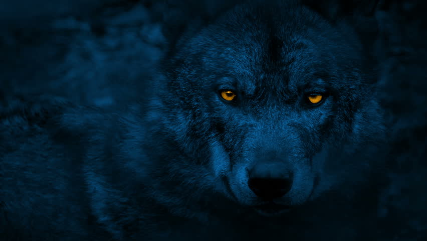 dark woods wolf entertainment