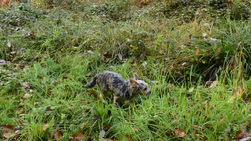 Chihuahua Mixed Yorkshire Terrier Looking Stock Footage Video