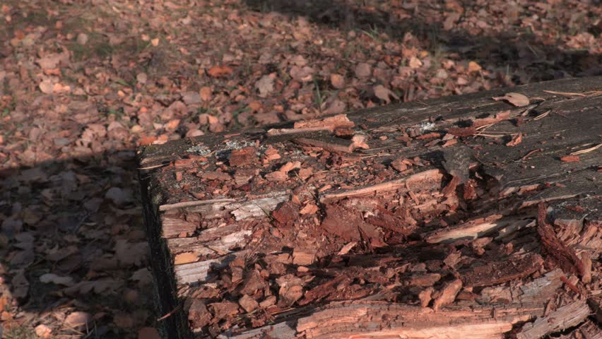 Header of machete