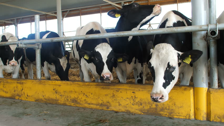 Cows Feeding Process On Modern Farm. Close Up Cow Feeding On Milk Farm ...