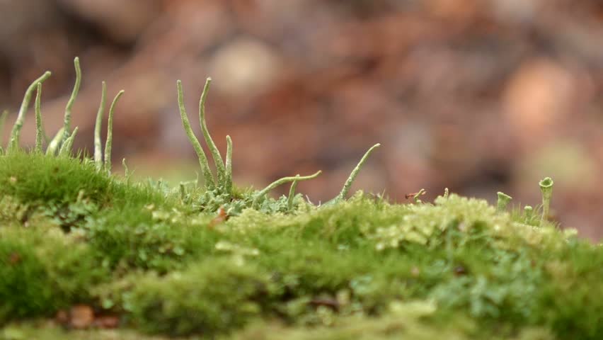 Header of stalk