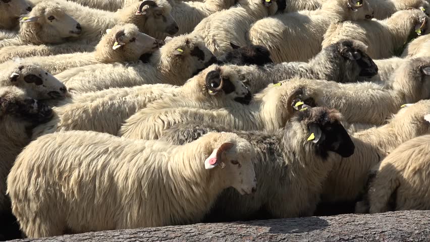 Stock video of sheep view, herd flock of lambs | 33047128 | Shutterstock