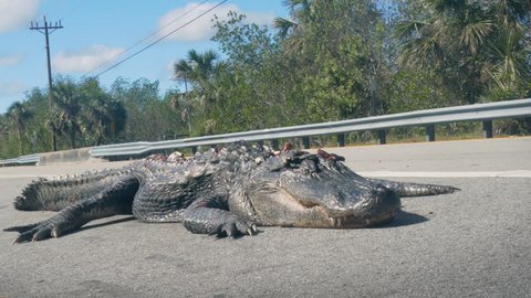 Aмerican Alligator Road𝓀𝒾𝓁𝓁 Florida Usa Stock Footage Video (100%  Royalty-free) 33231808 | Shυtterstock