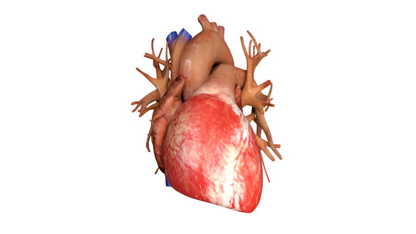 Heart with Blood Action Close Stock Footage Video (100% Royalty-free