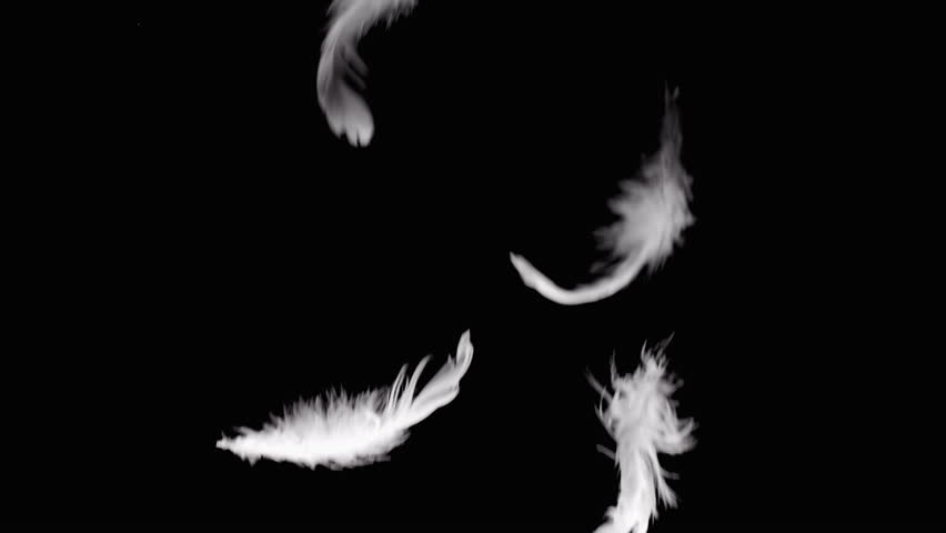 Black Bird Feathers Fa...