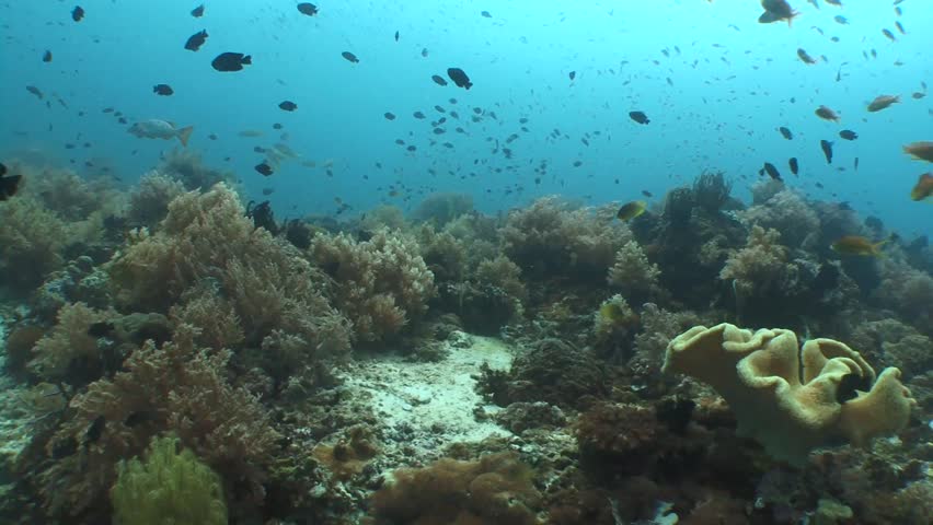 Cushion Corals Underwater