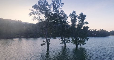 Aerial: trees growing out of the water in Lexington Reservoir, Los gatos, Silicon Valley, USA