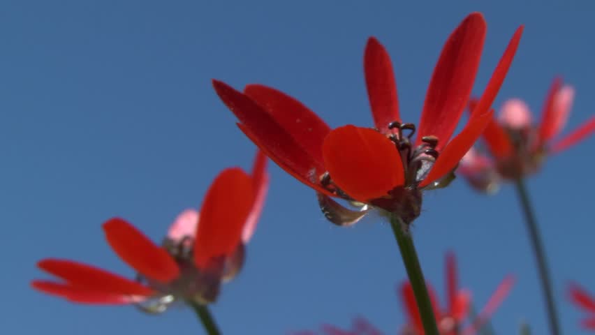 Header of Adonis aestivalis