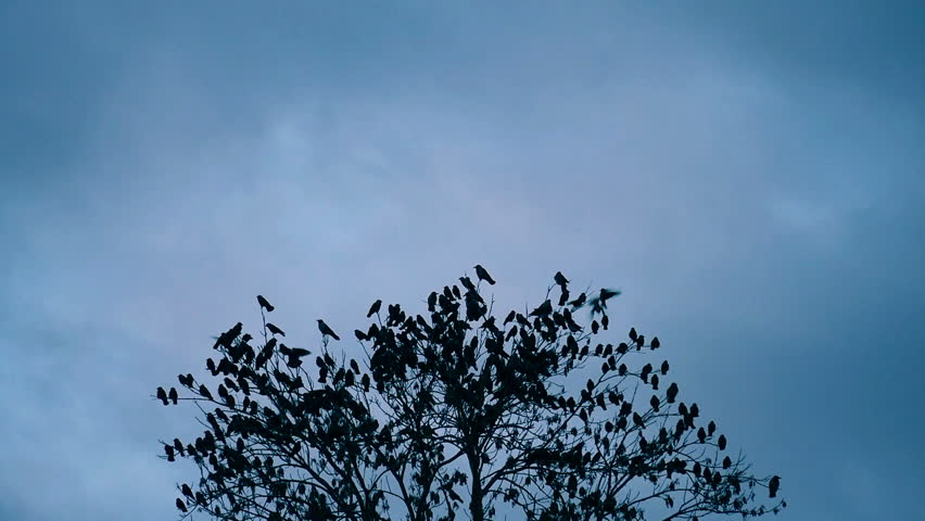 Header of flee