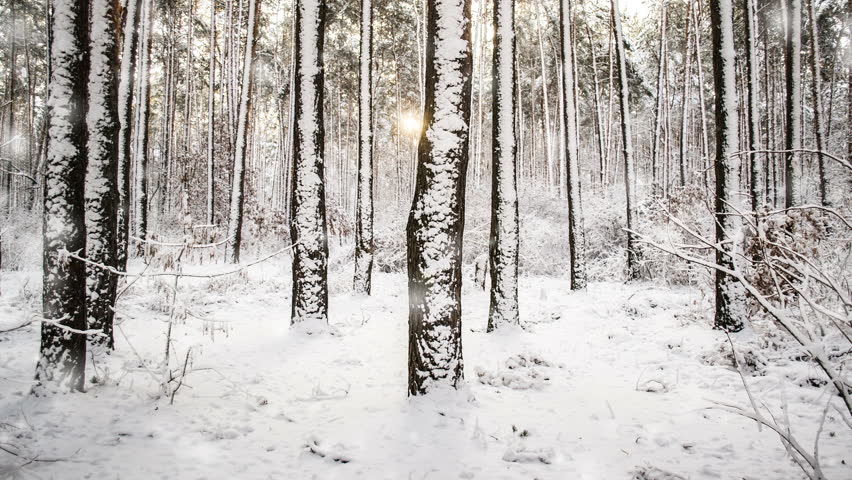 Wintery Background Stock Footage Video | Shutterstock