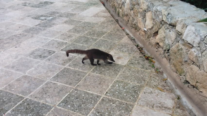 Header of coatimundi